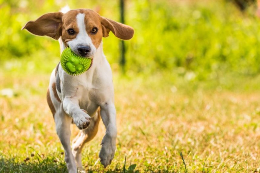 SOS Bien-être canin: Comprendre le langage des chiens