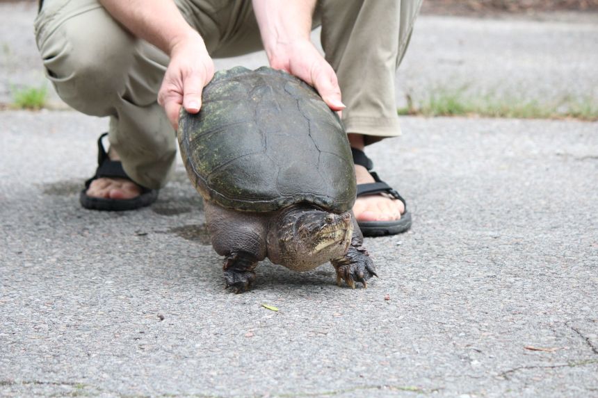 Automobilistes appelés à aider les tortues à traverser la rue