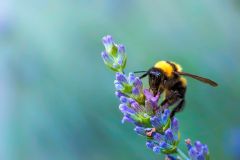 Les abeilles se meurent, les apiculteurs réclament une aide d’urgence