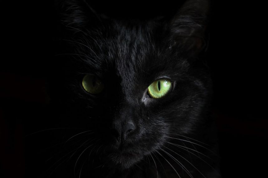Les chats noirs et le revers de la superstition