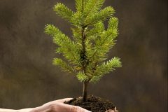 2 000 arbres offerts pour la Journée de distribution d’arbres