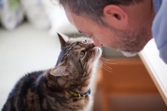 Surplus de chats à la SPA de Québec: deux journées d’adoption sans frais prévues