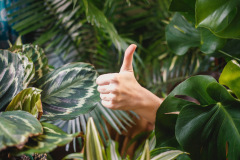 Dix conseils pour sauver vos plantes pendant les vacances