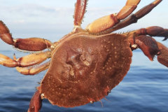 «Opération crabe»: le grand retour du crabe commun
