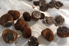 Des truffes uniques au monde cultivées au Québec