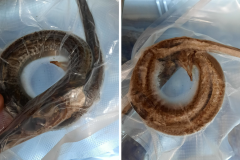 Rappel d’anguille de mer fumée vendue chez Mannas épicerie africaine