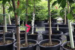 La Ville de Québec distribue 2000 arbres gratuitement samedi