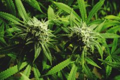 Cannabis et facultés affaiblies sur la Côte